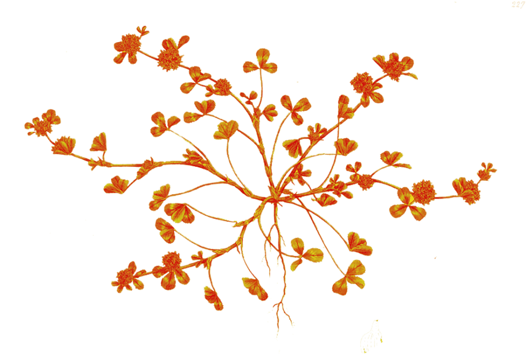 Ilustración duotono sobre la base de una ilustración histórica de plantas consideradas malas hierbas. Diseño de Tania Cearreta.