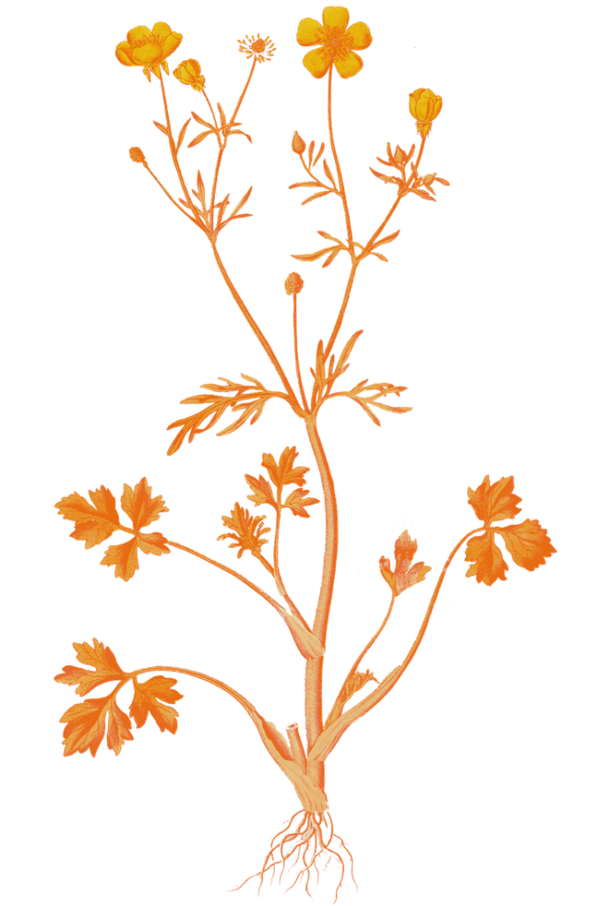 Ilustración duotono sobre la base de una ilustración histórica de plantas consideradas malas hierbas. Diseño de Tania Cearreta.