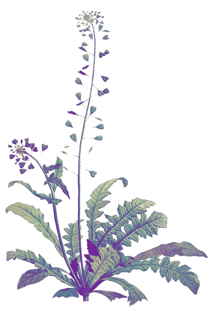 Ilustración duotono sobre la base de una ilustración histórica de plantas consideradas malas hierbas. Diseño de Tania Cearreta.